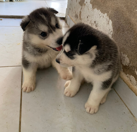 Filhotes Husky siberiano